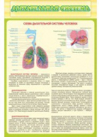 Стенд "Дыхательная система" - «globural.ru» - Рузаевка