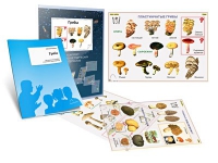 Комплект транспарантов «Грибы» - «globural.ru» - Рузаевка