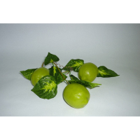 Муляж "Ветка лайма" - «globural.ru» - Рузаевка