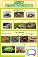 Стенд "Класс пресмыкающиеся" - «globural.ru» - Рузаевка