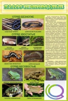 Стенд "Класс земноводные" - «globural.ru» - Рузаевка