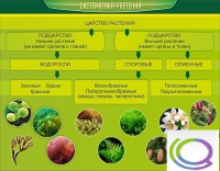 Стенд "Систематика растений" - «globural.ru» - Рузаевка