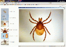 Биология. Микрофотографии. (Цифровая база изображений) - «globural.ru» - Рузаевка