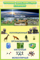 Стенд "Уровни организации живого" - «globural.ru» - Рузаевка