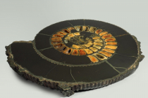 Аммонит пиритизированный, полированный срез 31,5х28х4 см - «globural.ru» - Рузаевка