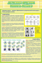 Стенд "Деление клеток митоз, мейоз" - «globural.ru» - Рузаевка