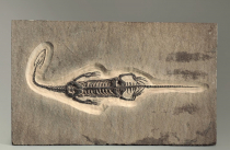 Брахиопода Cyrtospirifer rudkinensis на породе - «globural.ru» - Рузаевка