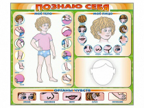 Стенд маркерный "Познаю себя" (тело, голова, органы чувств) - «globural.ru» - Рузаевка