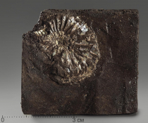 Аммонит (отпечаток) - «globural.ru» - Рузаевка