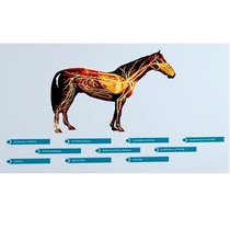 Стенд-планшет светодинамический "Изучение кровеносной системы сельскохозяйственных животных" со сменными панелями - «globural.ru» - Рузаевка