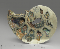 Аммонит пиритизированный, полированный срез 4-4,5 см - «globural.ru» - Рузаевка