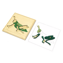 Строение кузнечика с контуром - «globural.ru» - Рузаевка