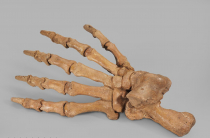 Лапа пещерного медведя Ursus spelaeus задняя - «globural.ru» - Рузаевка