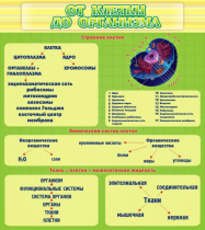 Стенд "От клетки до организма" - «globural.ru» - Рузаевка