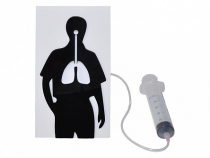 Демонстрационная модель "Эффект курения" - «globural.ru» - Рузаевка