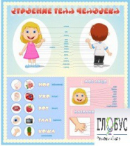 Стенд "Строение человека" для детей - «globural.ru» - Рузаевка