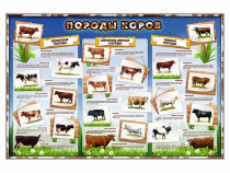 Стенд "Породы коров" - «globural.ru» - Рузаевка