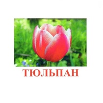 Карточки Домана "Цветы-1" - «globural.ru» - Рузаевка