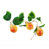 Муляж "Ветка груши" - «globural.ru» - Рузаевка