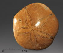 Морской ёж Pygurus depressus - «globural.ru» - Рузаевка