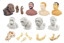 Набор моделей палеонтологических находок "Происхождение человека" - «globural.ru» - Рузаевка