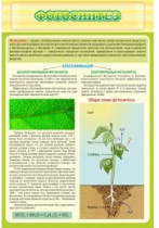 Стенд "Фотосинтез" - «globural.ru» - Рузаевка