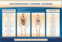 Электрифицированный стенд-тренажер c макетом скелета "Анатомическое строение человека" - «globural.ru» - Рузаевка