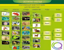 Стенд "Систематика животных" - «globural.ru» - Рузаевка