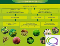 Стенд "Систематика растений" - «globural.ru» - Рузаевка