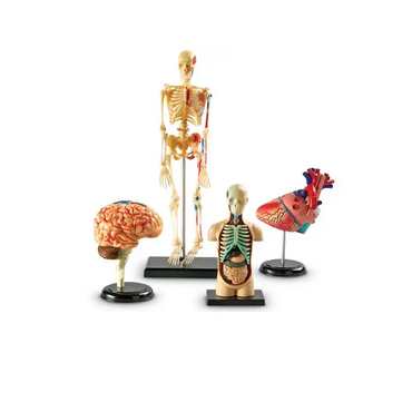 Дидактическое пособие по окружающему миру «Изучаем строение человека» (Анатомические модели) - «globural.ru» - Рузаевка