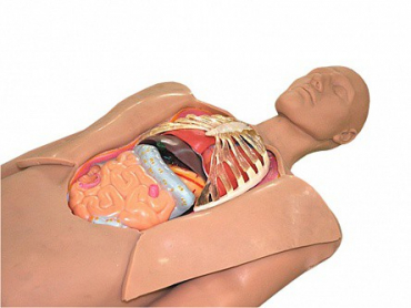 Муляж оперируемого пациента с экскурсией в грудную клетку и маской наркоза - «globural.ru» - Рузаевка