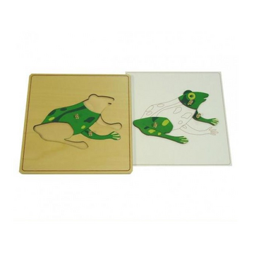 Строение лягушки с контуром - «globural.ru» - Рузаевка