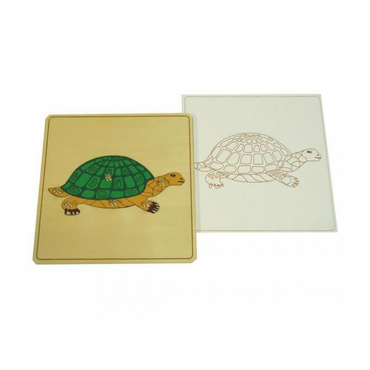 Строение черепахи с контуром - «globural.ru» - Рузаевка