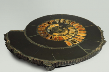 Аммонит пиритизированный, полированный срез 31,5х28х4 см - «globural.ru» - Рузаевка