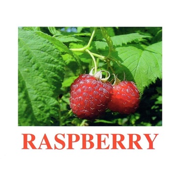 "Berries-1" ("Ягоды-1") английские карточки Домана - «globural.ru» - Рузаевка