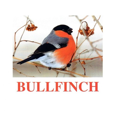 "Birds-1" ("Птицы-1") английские карточки Домана - «globural.ru» - Рузаевка