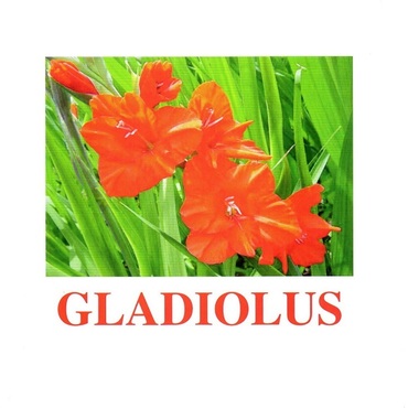 "Flowers-1" ("Цветы-1") английские карточки Домана - «globural.ru» - Рузаевка