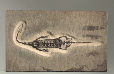 Брахиопода Cyrtospirifer rudkinensis на породе - «globural.ru» - Рузаевка