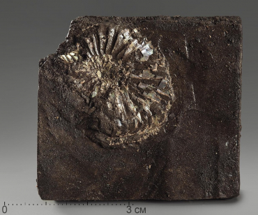 Аммонит (отпечаток) - «globural.ru» - Рузаевка