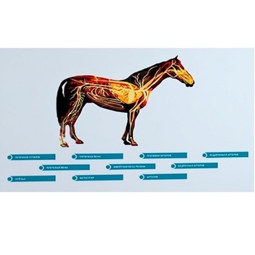 Стенд-планшет светодинамический "Изучение кровеносной системы сельскохозяйственных животных" со сменными панелями - «globural.ru» - Рузаевка