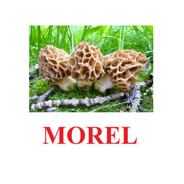 "Mushrooms" ("Грибы") английские карточки Домана - «globural.ru» - Рузаевка
