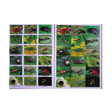 Английское лото "Насекомые" - «globural.ru» - Рузаевка