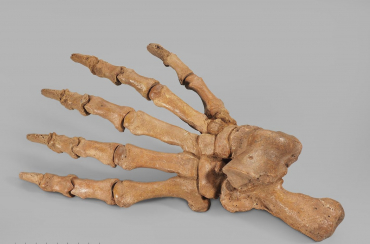 Лапа пещерного медведя Ursus spelaeus задняя - «globural.ru» - Рузаевка