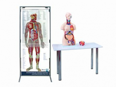 Интерактивный учебный комплекс "Анатомический атлас 3D" - «globural.ru» - Рузаевка