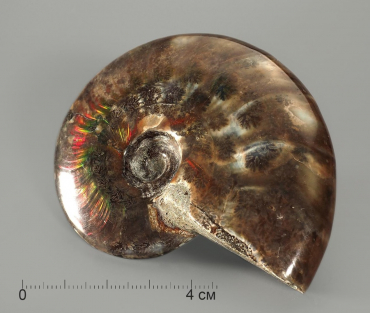 Аммонит с аммолитом, полированный - «globural.ru» - Рузаевка