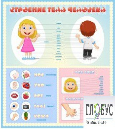 Стенд "Строение человека" для детей - «globural.ru» - Рузаевка