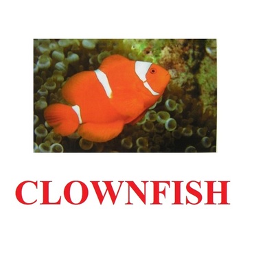 "Fish" ("Рыбы") английские карточки Домана - «globural.ru» - Рузаевка