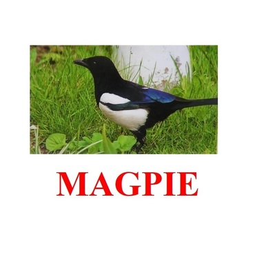 "Birds-2" ("Птицы-2") английские карточки Домана - «globural.ru» - Рузаевка