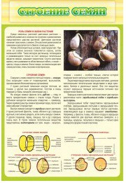 Стенд "Строение семян" - «globural.ru» - Рузаевка