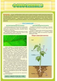 Стенд "Фотосинтез" - «globural.ru» - Рузаевка